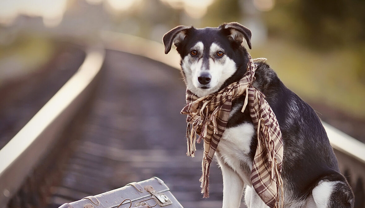 Sedial eiusmod tempor